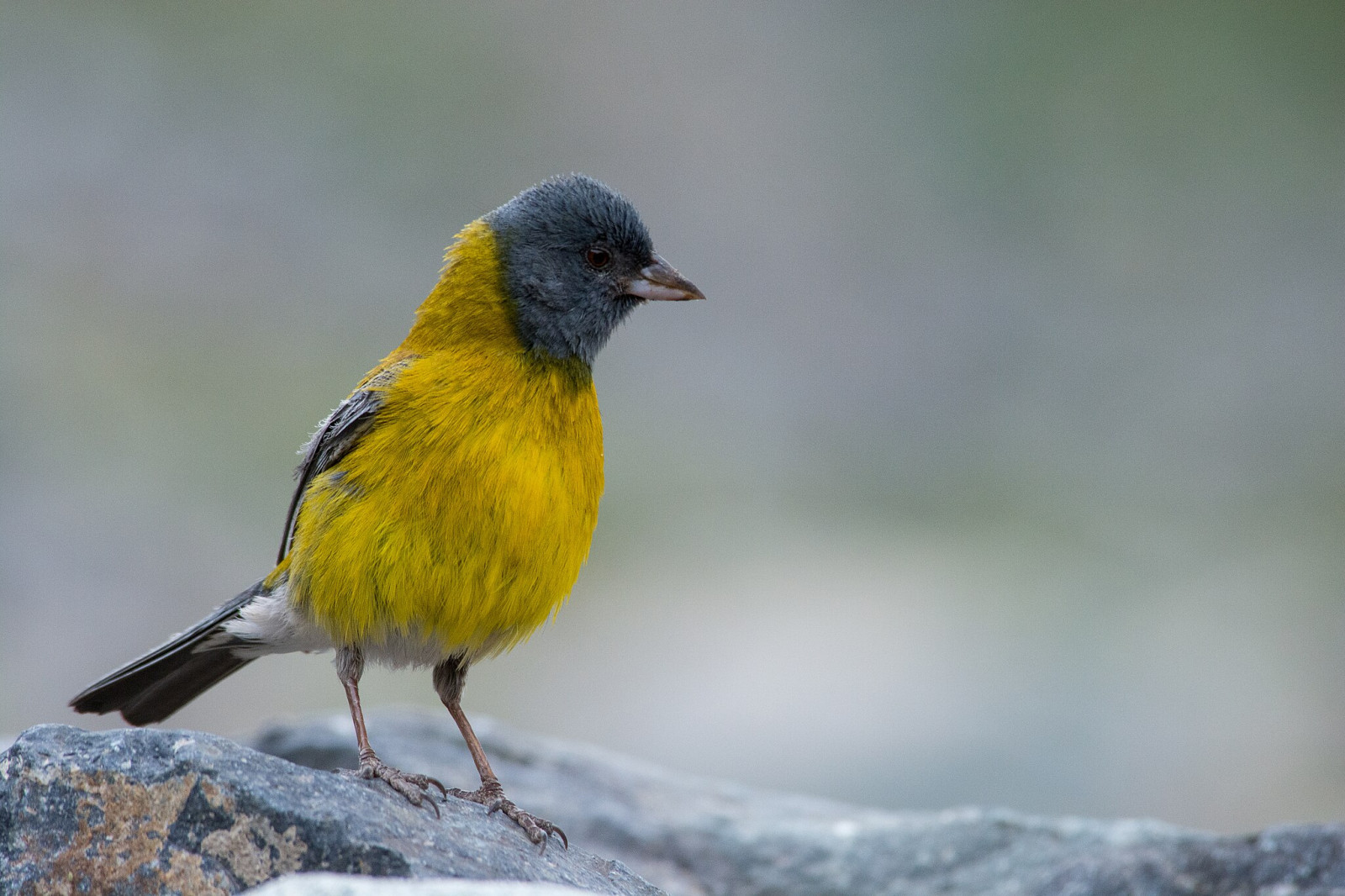 image Grey-hooded Sierra-Finch